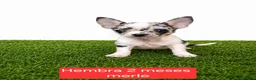 Chihuahua perros en venta: Impresionantes chihuahuas micro Toys - Anuncio 5