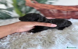 Caniche Toy perros en venta: CANICHE TOY HEMBRA - Imagen 2