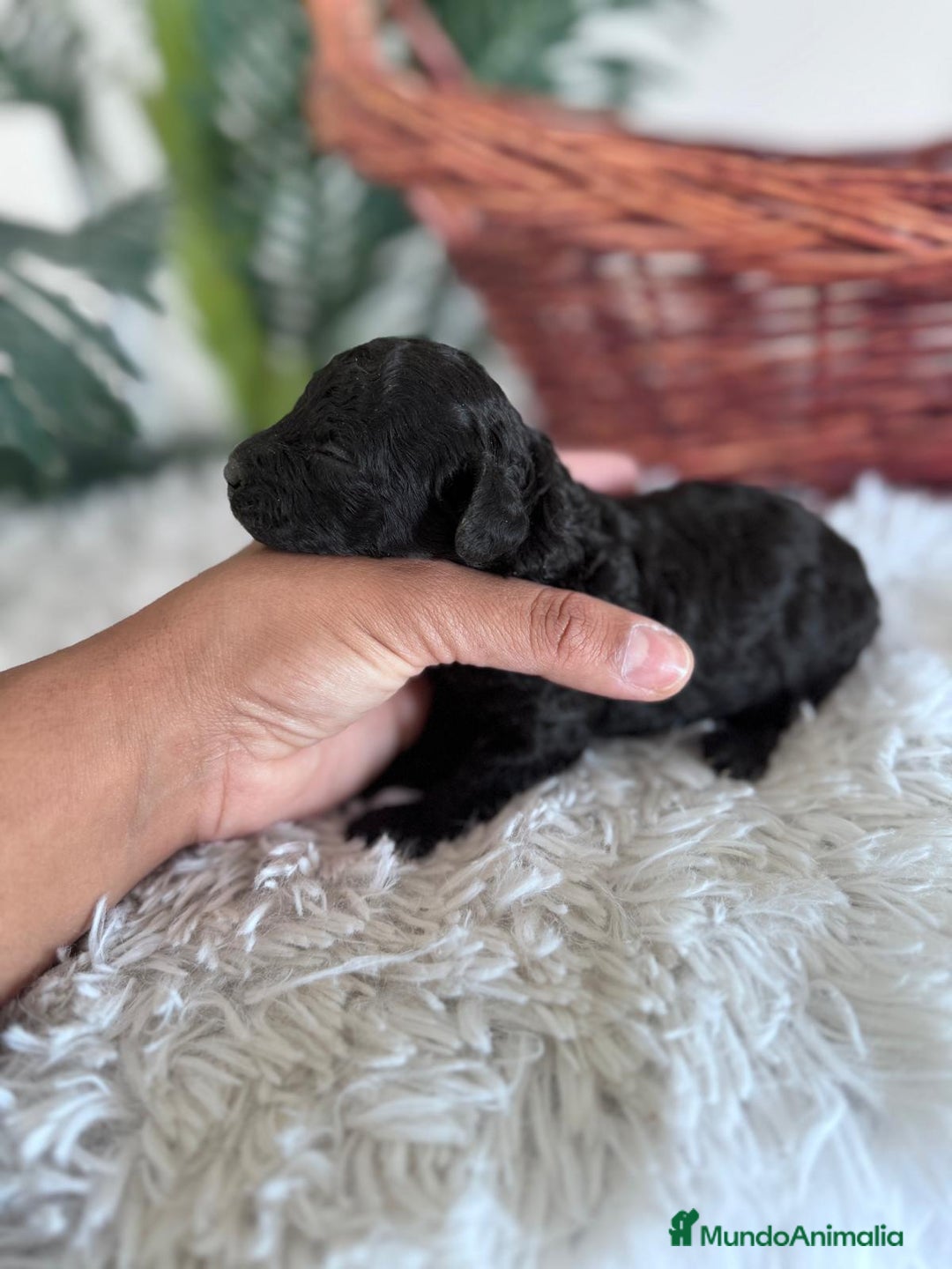 Caniche Toy perros en venta: CANICHE TOY HEMBRA - Imagen 2