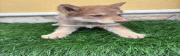 Perro Lobo de Saarloos perros en venta: Camada de Perro lobo Iberico impresionantes  - Anuncio 22