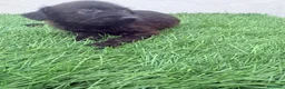 Raza Mixta perros en venta: Pootalian - Anuncio 7
