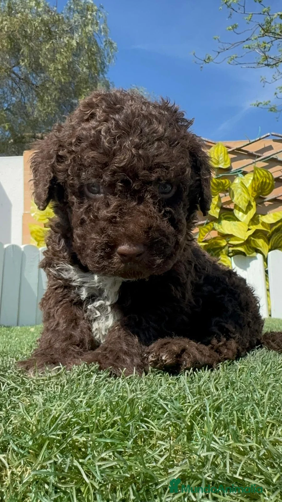 Perro de Agua Español perros en venta: PERRO DE AGUA ESPAÑOL - Anuncio 2