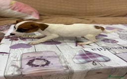 Jack Russell Terrier perros en venta: Jack Russell  - Imagen 18