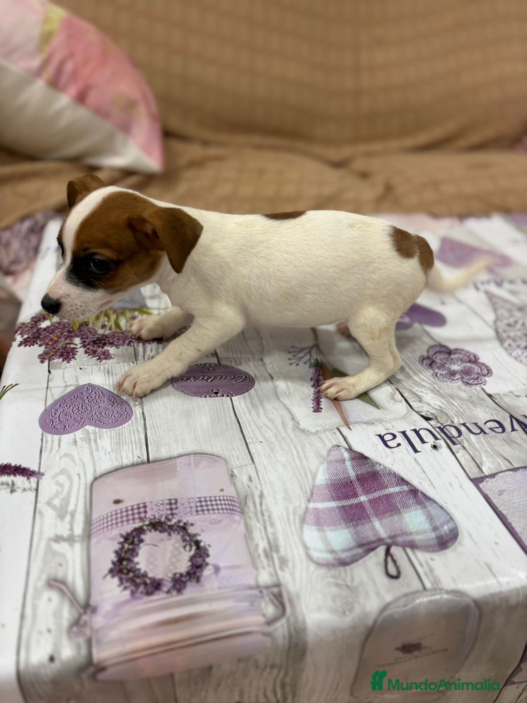 Jack Russell Terrier perros en venta: Jack Russell  - Imagen 18