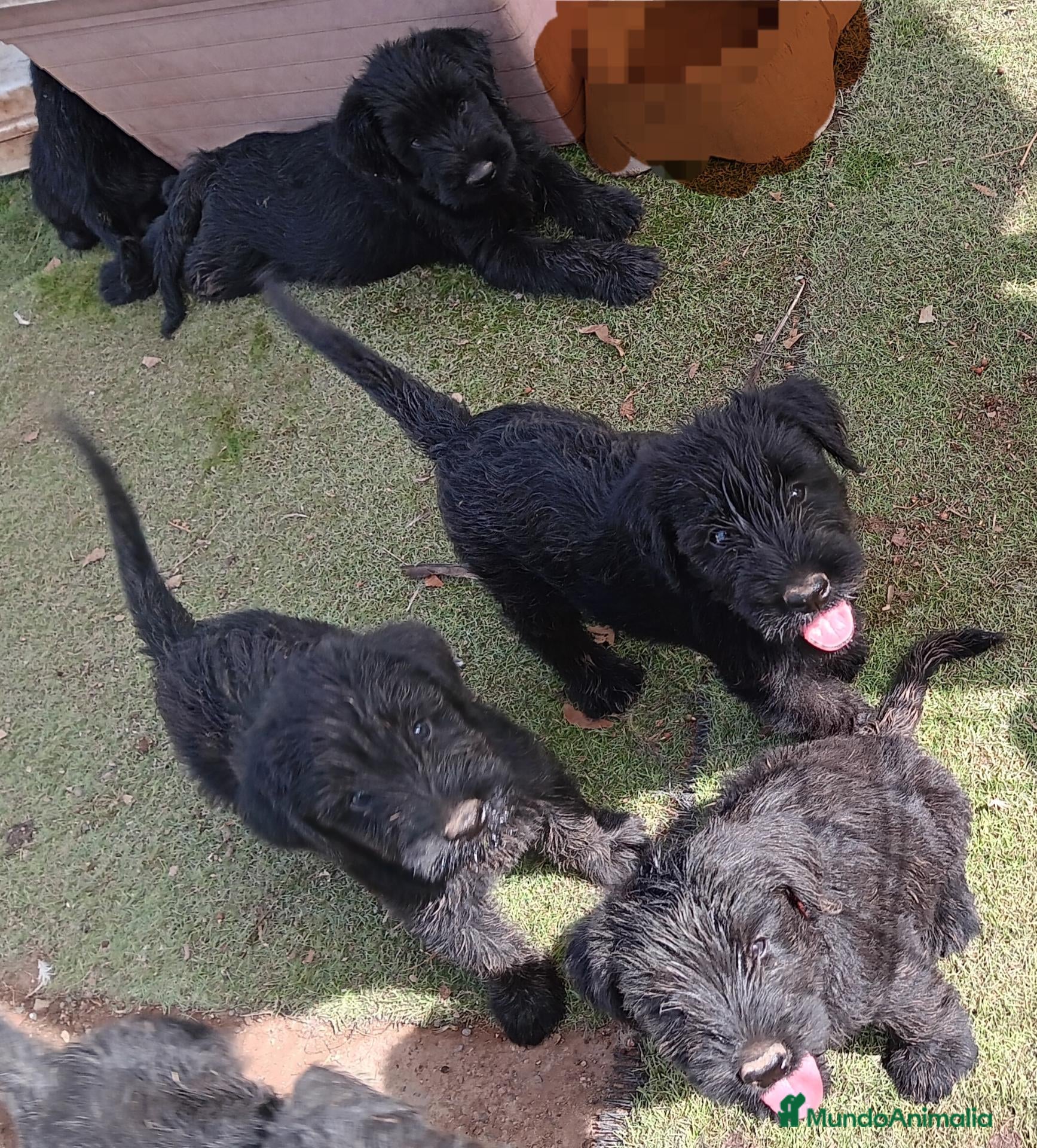 Schnauzer Gigante perros Schnauzer Gigante  - Anuncio 1