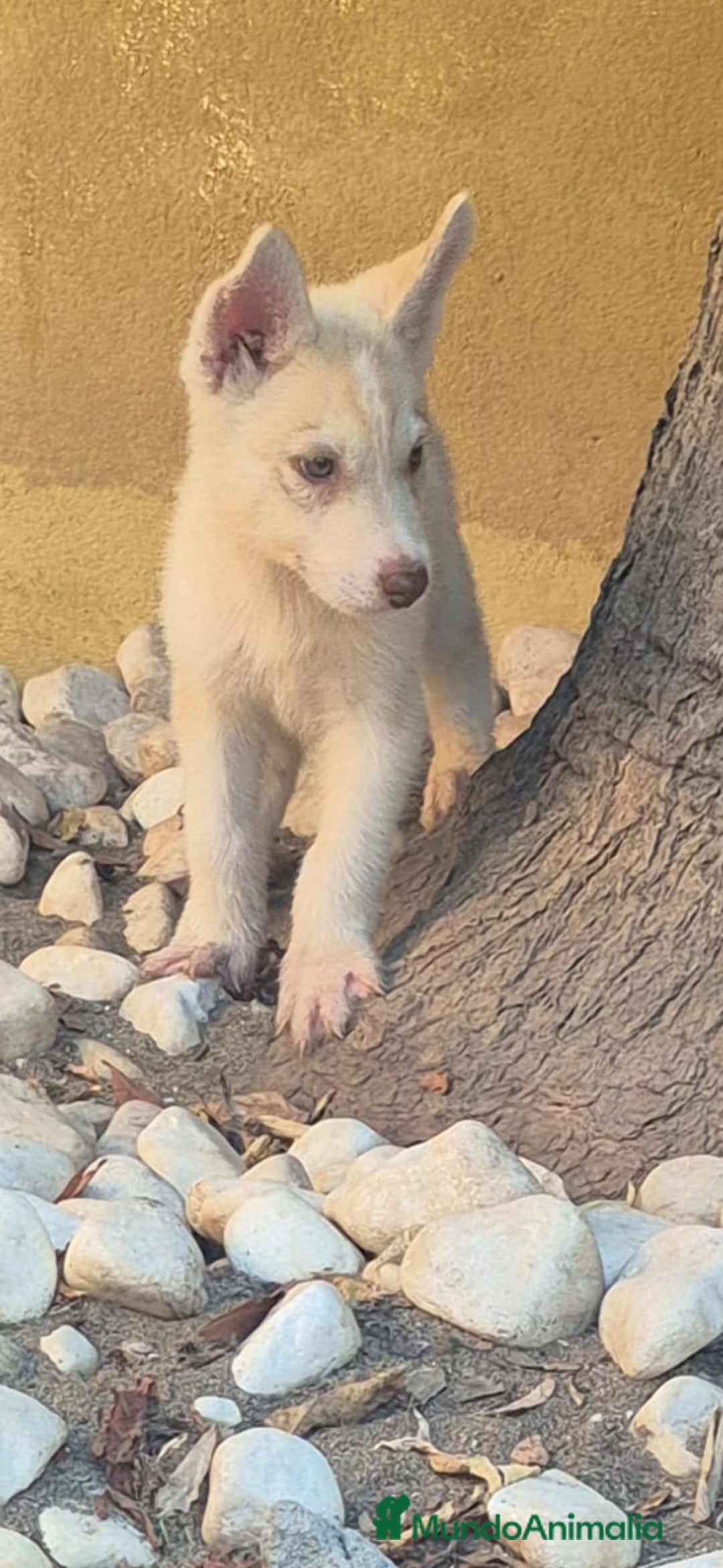 Husky Siberiano perros en venta: Siberian husky camada - Imagen 2