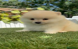 Pomerania perros en venta: POMERANIA BLANCA HEMBRA  - Imagen 13
