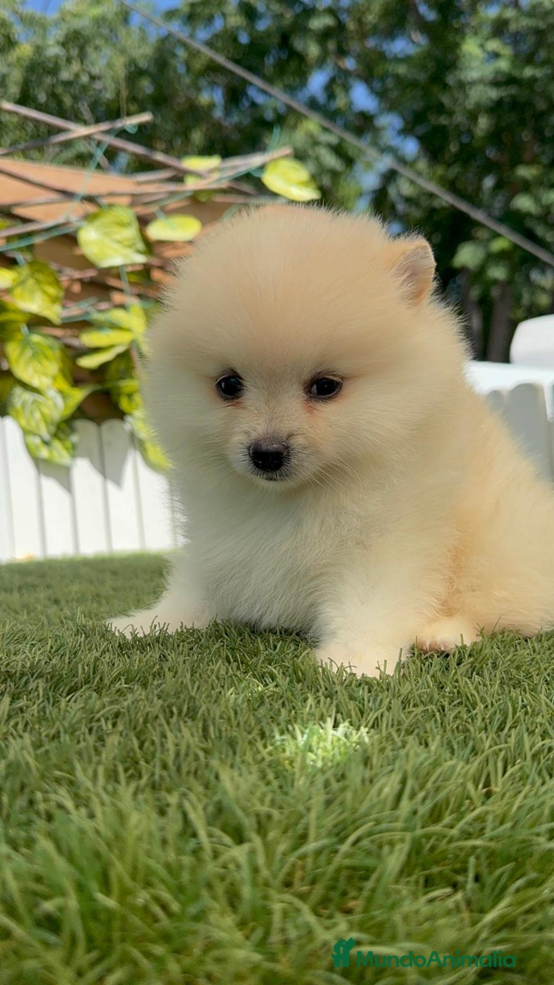 Pomerania perros en venta: POMERANIA BLANCA HEMBRA  - Imagen 13