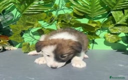 Border Collie perros en venta: Excelente cachorra border collie  - Imagen 2
