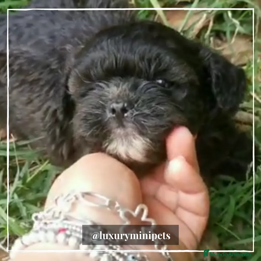 Bichón Habanero perros en venta: Camada de Bichón Habanero  en Madrid - Anuncio 4