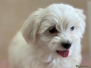 Bichón Maltés perros - Anuncio 19