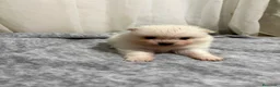 Pomerania perros en venta: Pomerania  - Anuncio 3