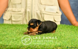 Yorkshire Terrier perros en venta: Macho yorkshire disponible - Imagen 6
