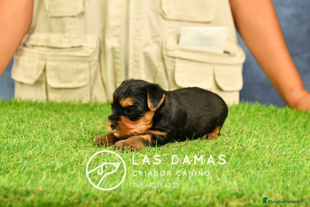 Yorkshire Terrier perros en venta: Macho yorkshire disponible - Imagen 6