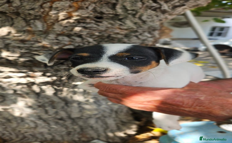 Ratonero Bodeguero Andaluz perros - Anuncio 13