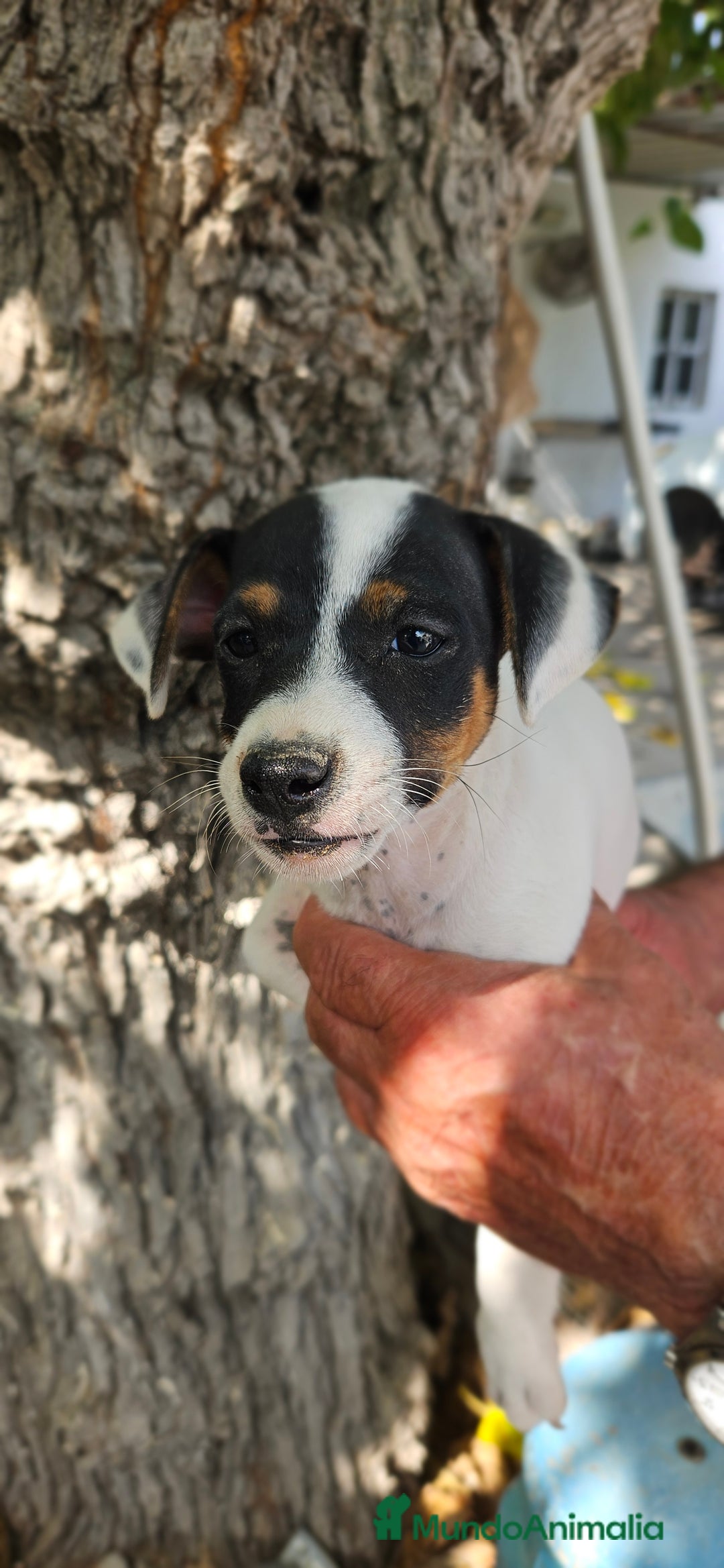 Ratonero Bodeguero Andaluz perros en venta: Ratonero bodeguero andaluz - Imagen 1