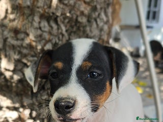 Ratonero Bodeguero Andaluz perros - Anuncio 2