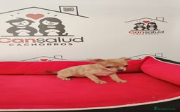 Chihuahua perros en venta: Chihuahua  - Anuncio 8