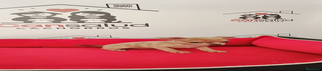 Chihuahua Cachorro 4