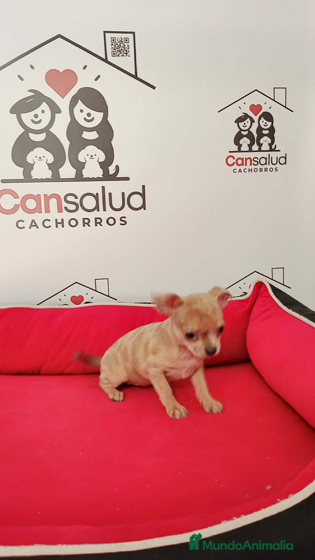 Chihuahua perros en venta: Chihuahua  - Anuncio 8