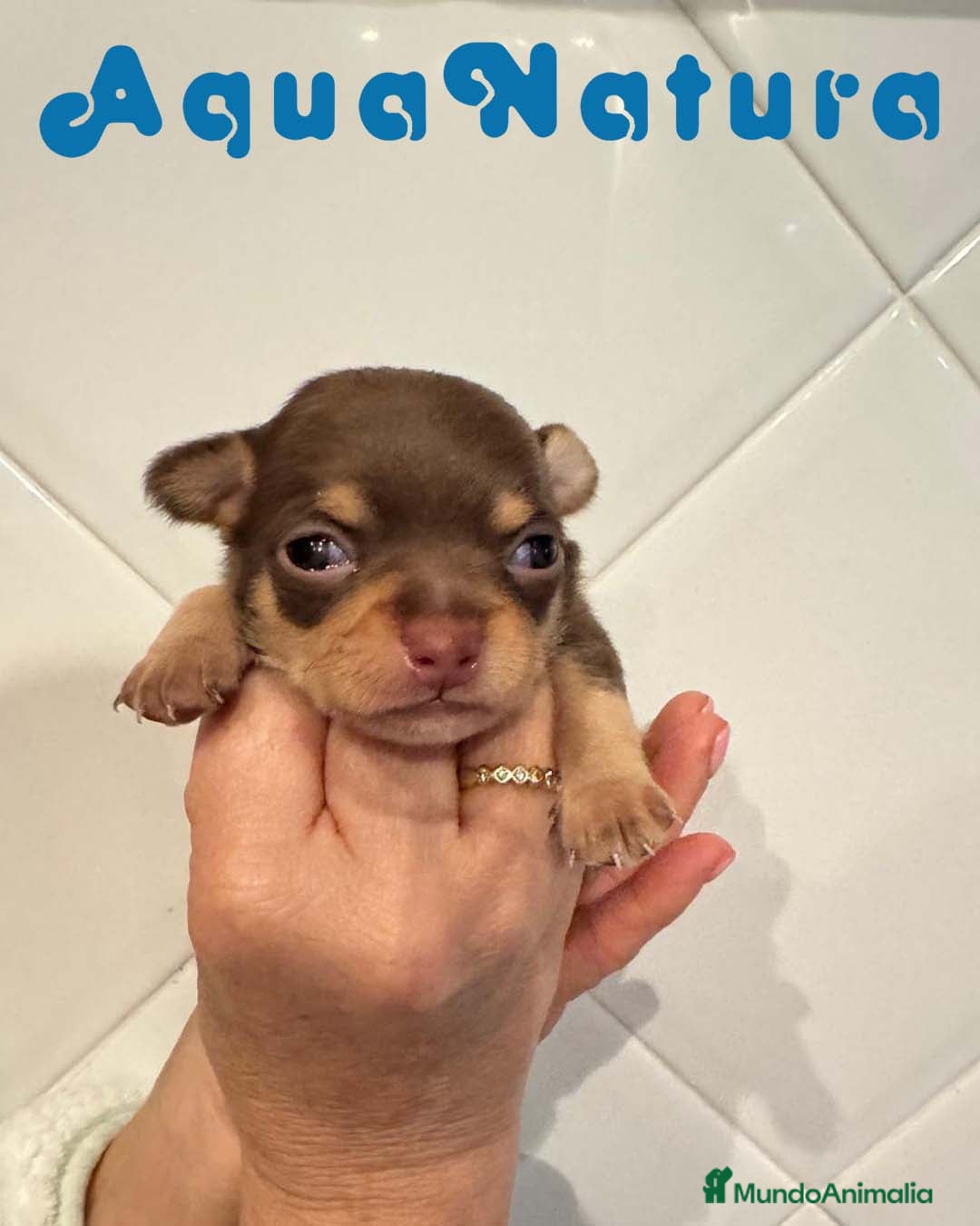 Chihuahua perros Chihuahua Macho de Clarita y Choc AQUANATURA - Anuncio 2