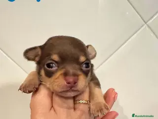 Chihuahua perros Chihuahua Macho de Clarita y Choc AQUANATURA - Anuncio 2