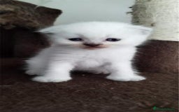 Scottish Fold gatos en venta: Scottish fold sealt point en Madrid - Imagen 4