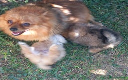 Pomerania perros en venta: Pomerania hembra  - Anuncio 3