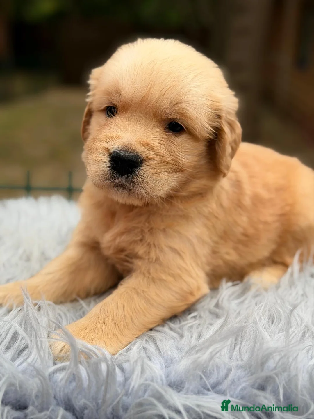 Golden Retriever perros en venta: GOLDEN RETRIEVER CALIDAD EXCLUSIVA - Anuncio 9