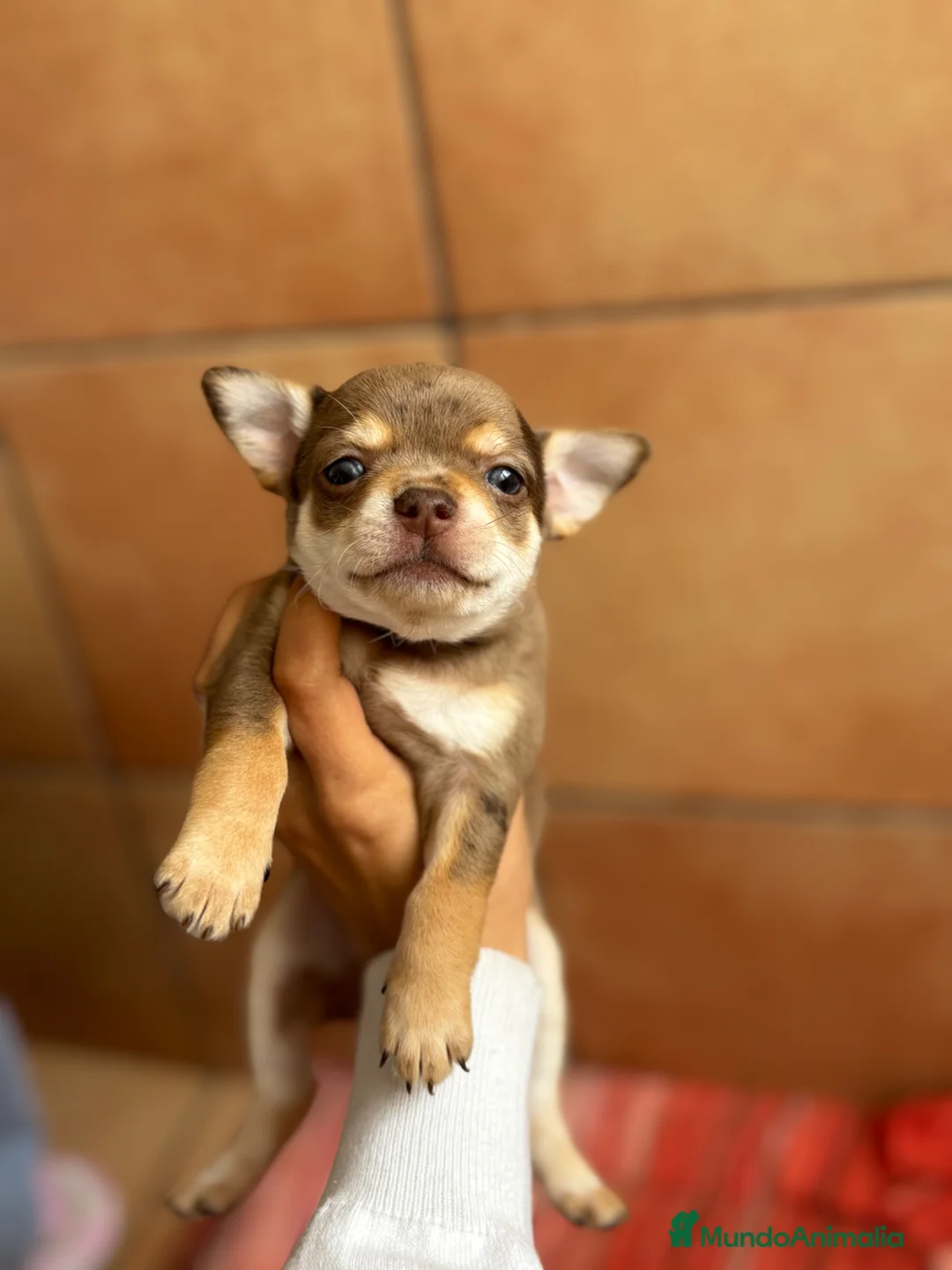 Chihuahua perros en venta: Chihuahua hembra chocomerle🩷🐶🐾 en Murcia - Anuncio 2