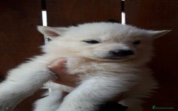 Raza Mixta perros en venta: Husky Siberiano y Lobo Artico - Imagen 3