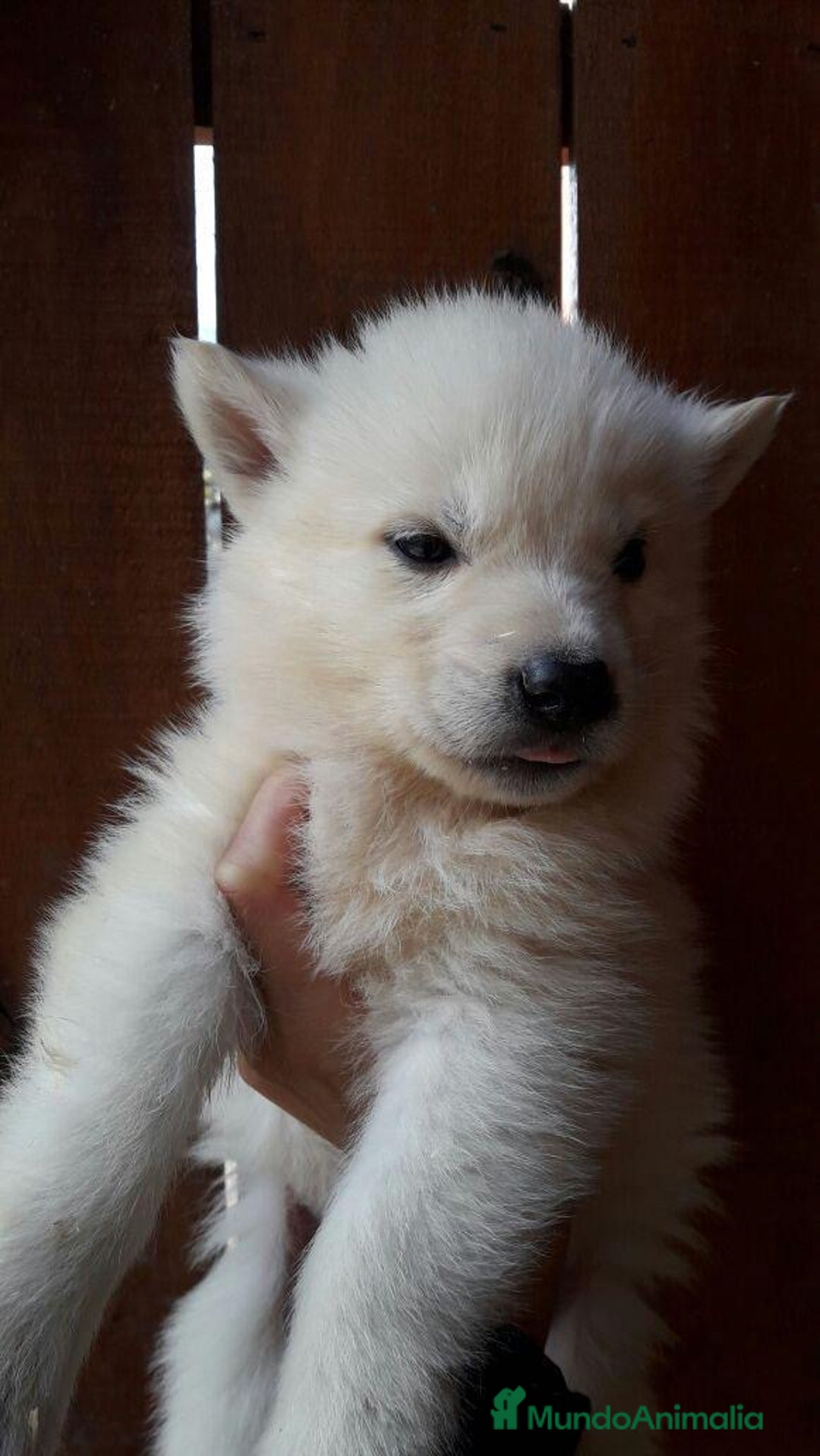 Raza Mixta perros en venta: Husky Siberiano y Lobo Artico - Imagen 3