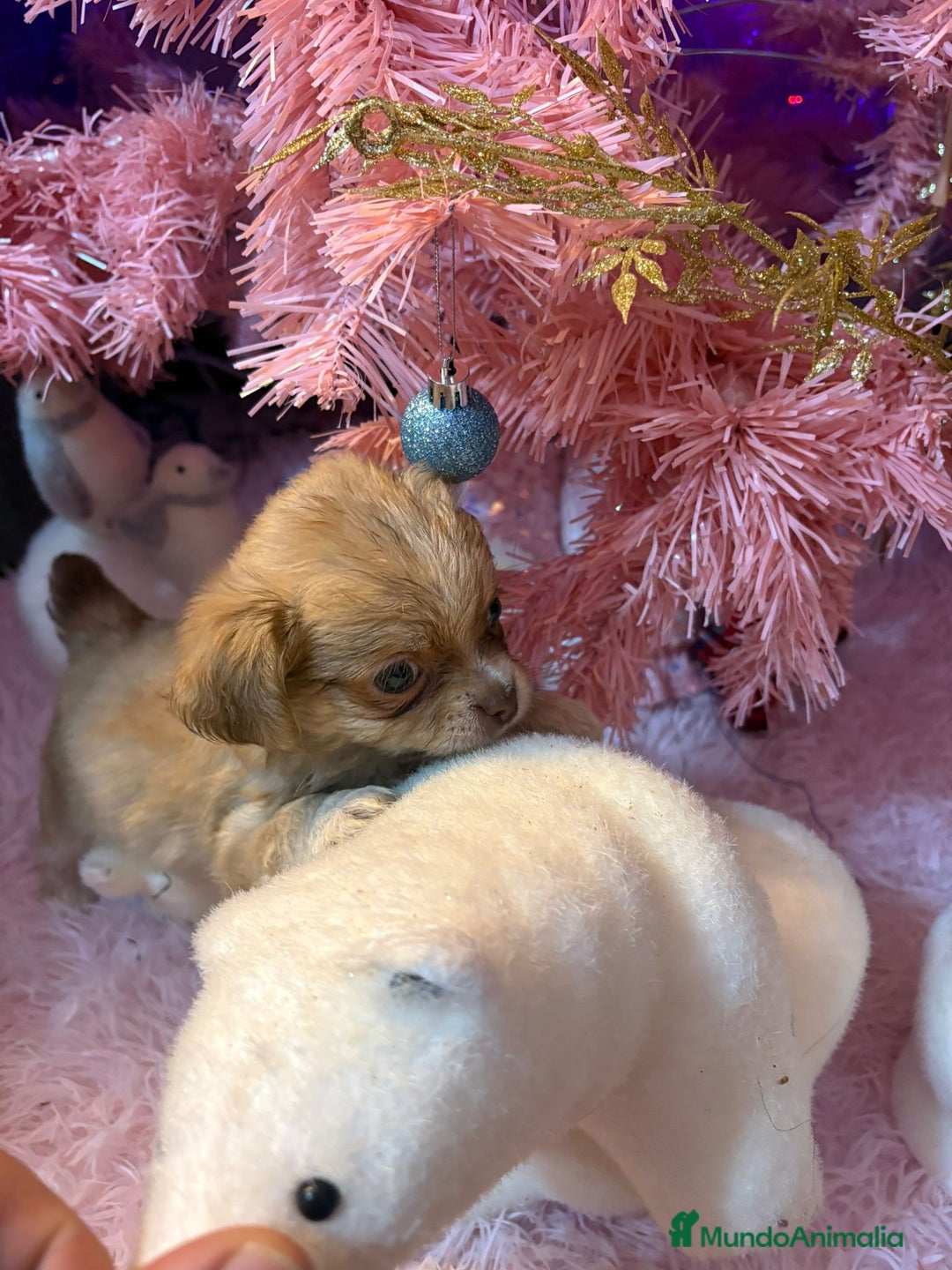 Chihuahua perros en venta: Chihuahua toy pelo largo  - Anuncio 4