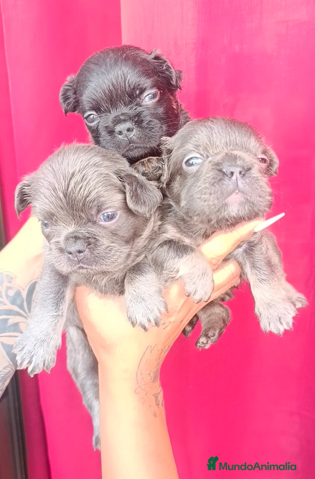 Bulldog Francés perros Bulldog fluffys  - Anuncio 1