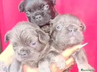 Bulldog Francés perros Bulldog fluffys - Anuncio 1