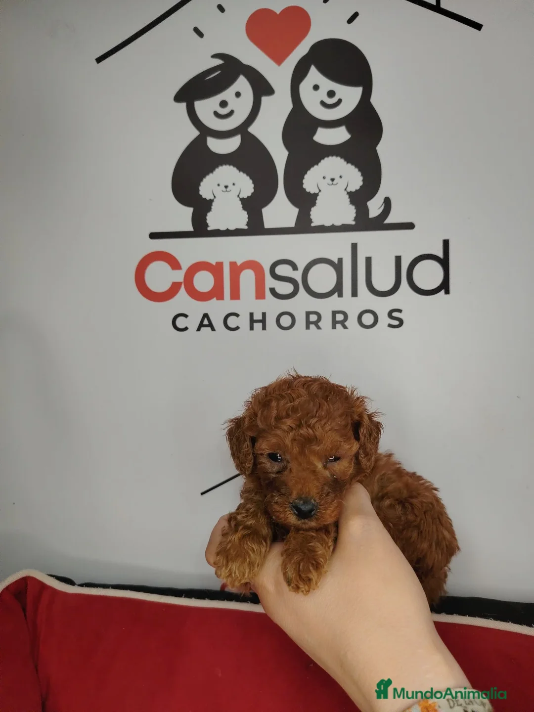 Caniche Toy perros en venta: Caniche Toy rojo pimentón  - Anuncio 2