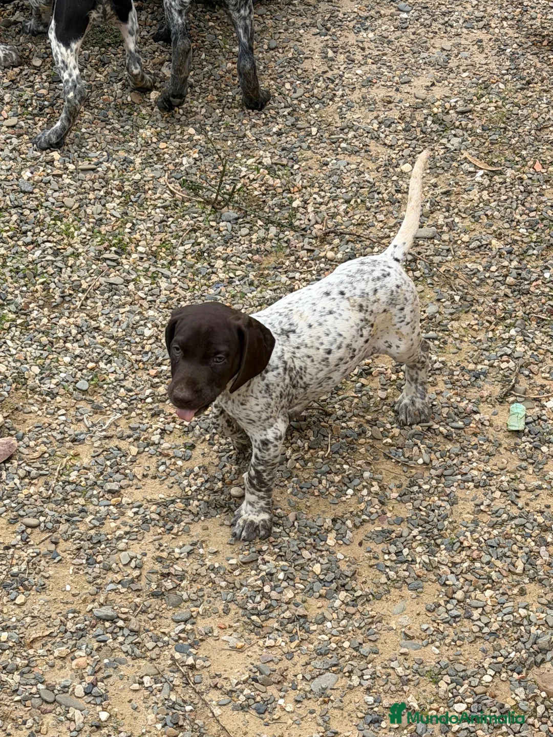 Braco Alemán de Pelo Corto perros en venta: Macho Braco Alemán con pedigrí  - Anuncio 6