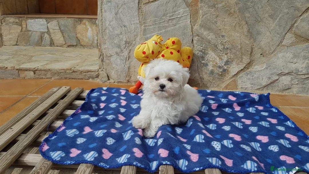 Bichón Maltés perros en venta: Bichón Maltés machos y hembras  en Barcelona - Anuncio 6