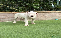 Dogo Argentino perros en venta: Digas argentinas  - Imagen 5