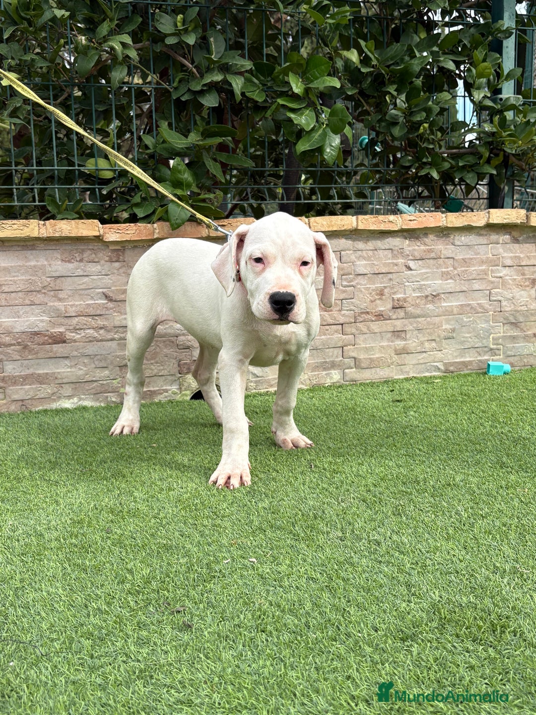 Dogo Argentino perros en venta: Digas argentinas  - Imagen 5