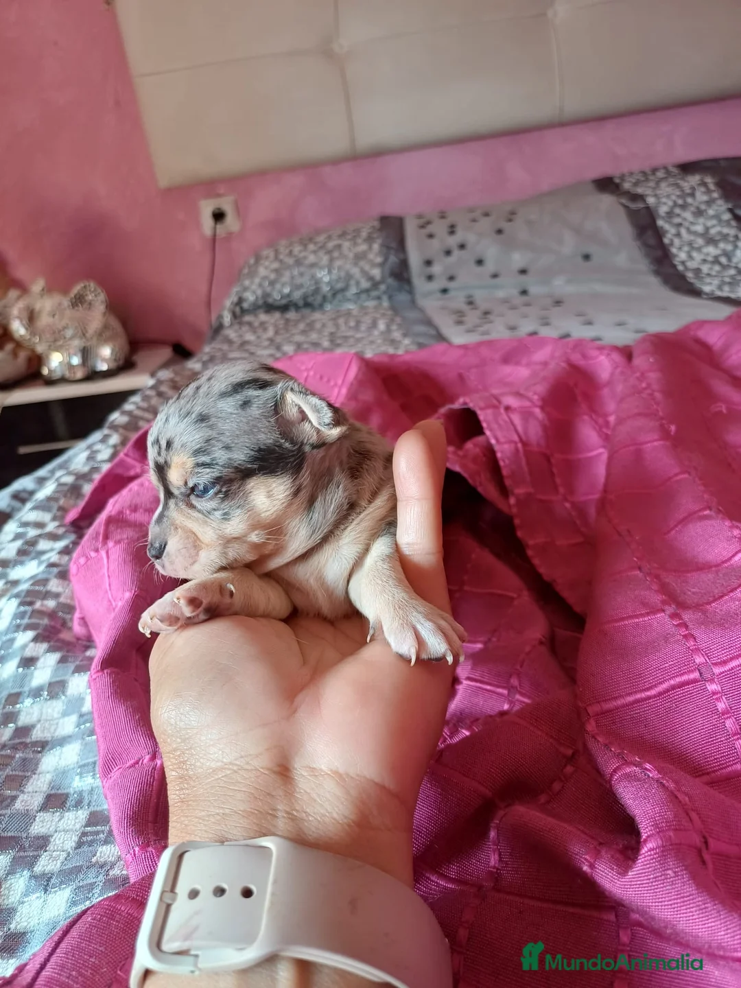 Chihuahua perros en venta: Chihuahuas disponibles 🐾🐶🩵🩷 - Anuncio 1