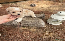 Maltipoo perros en venta: Maltipoo - Imagen 4