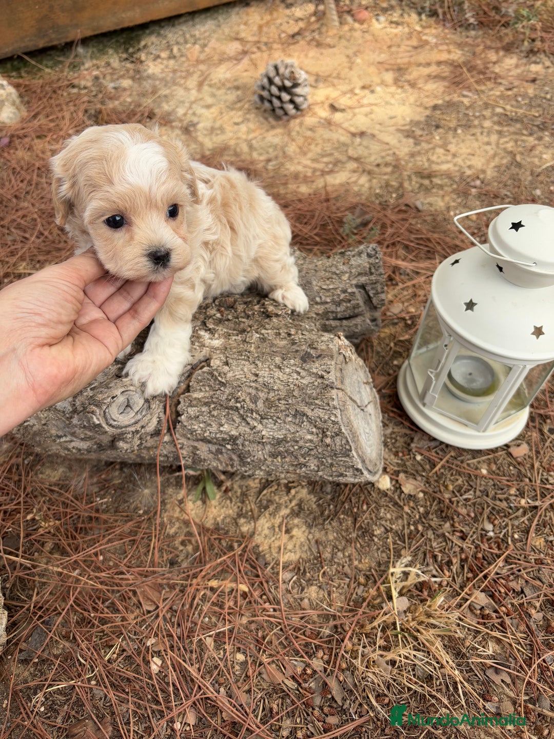 Maltipoo perros en venta: Maltipoo - Imagen 4