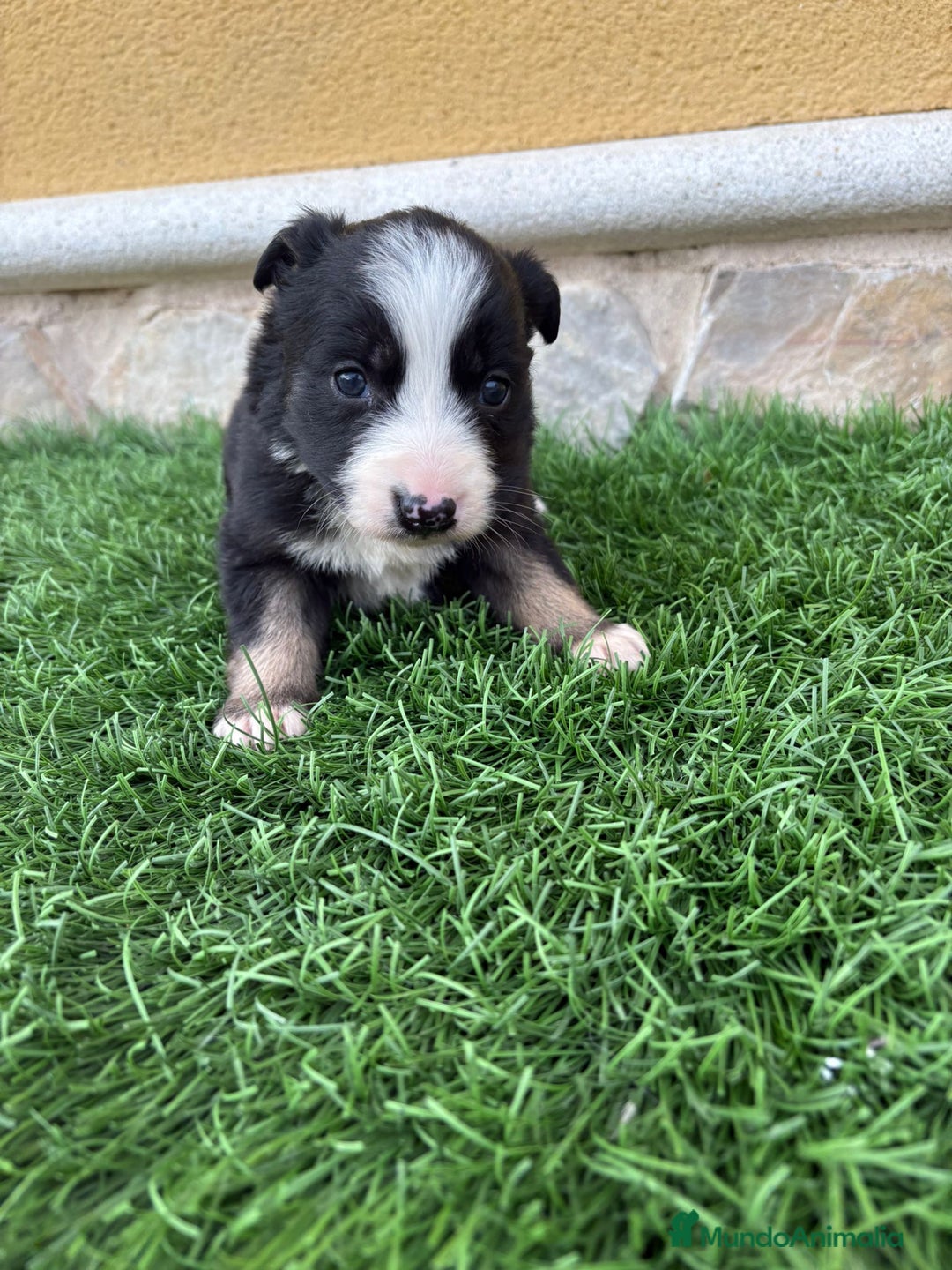 Border Collie perros en venta: Impresionantes Border Collie varios colores  - Anuncio 10
