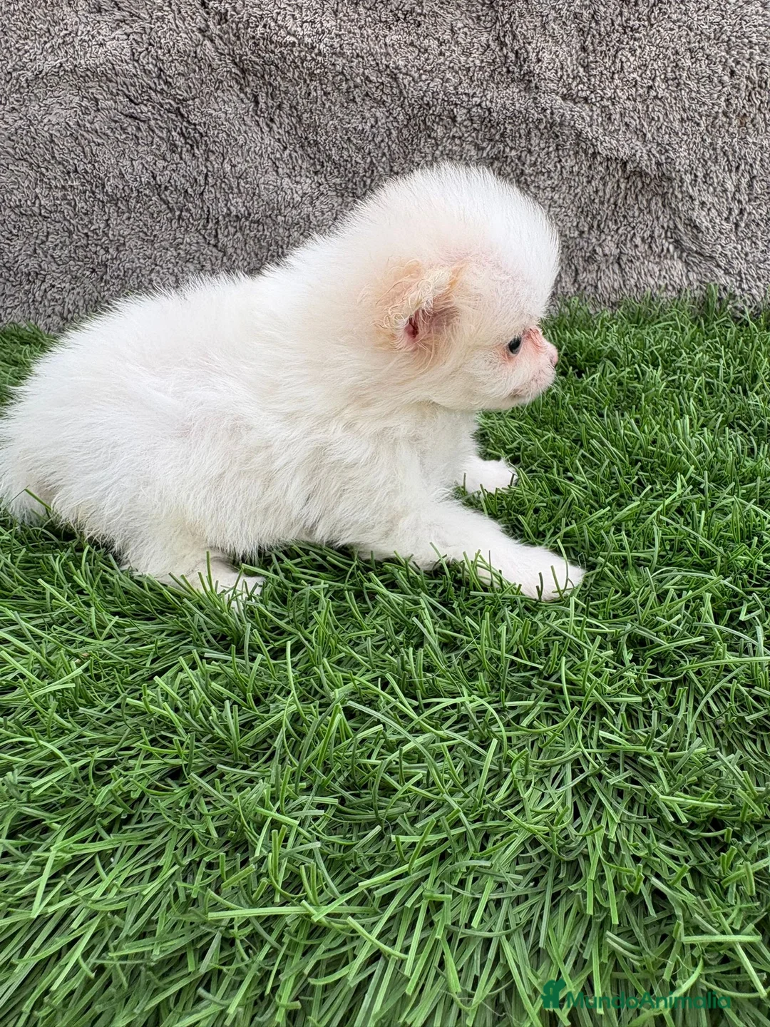 Pomerania perros en venta: Hembra mini toy lulu Pomerania blanca naranja  - Anuncio 13