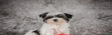 Morkie 1