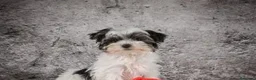 Morkie perros en venta: Adorables cachorros machos Morkie  - Anuncio 2