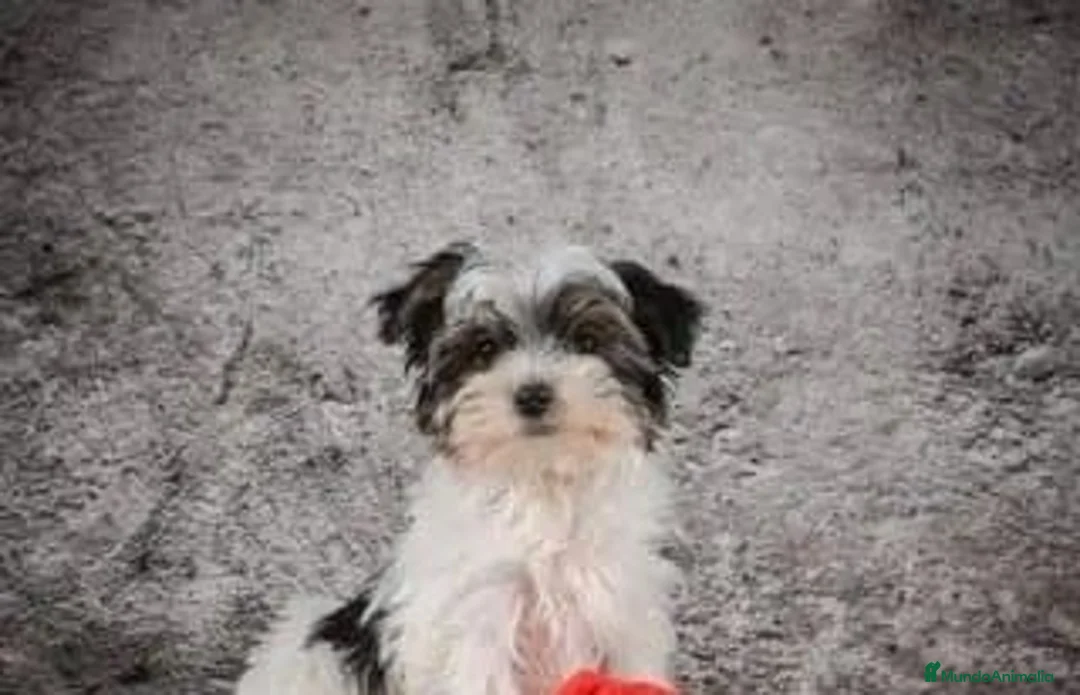 Morkie perros en venta: Adorables cachorros machos Morkie  - Anuncio 2
