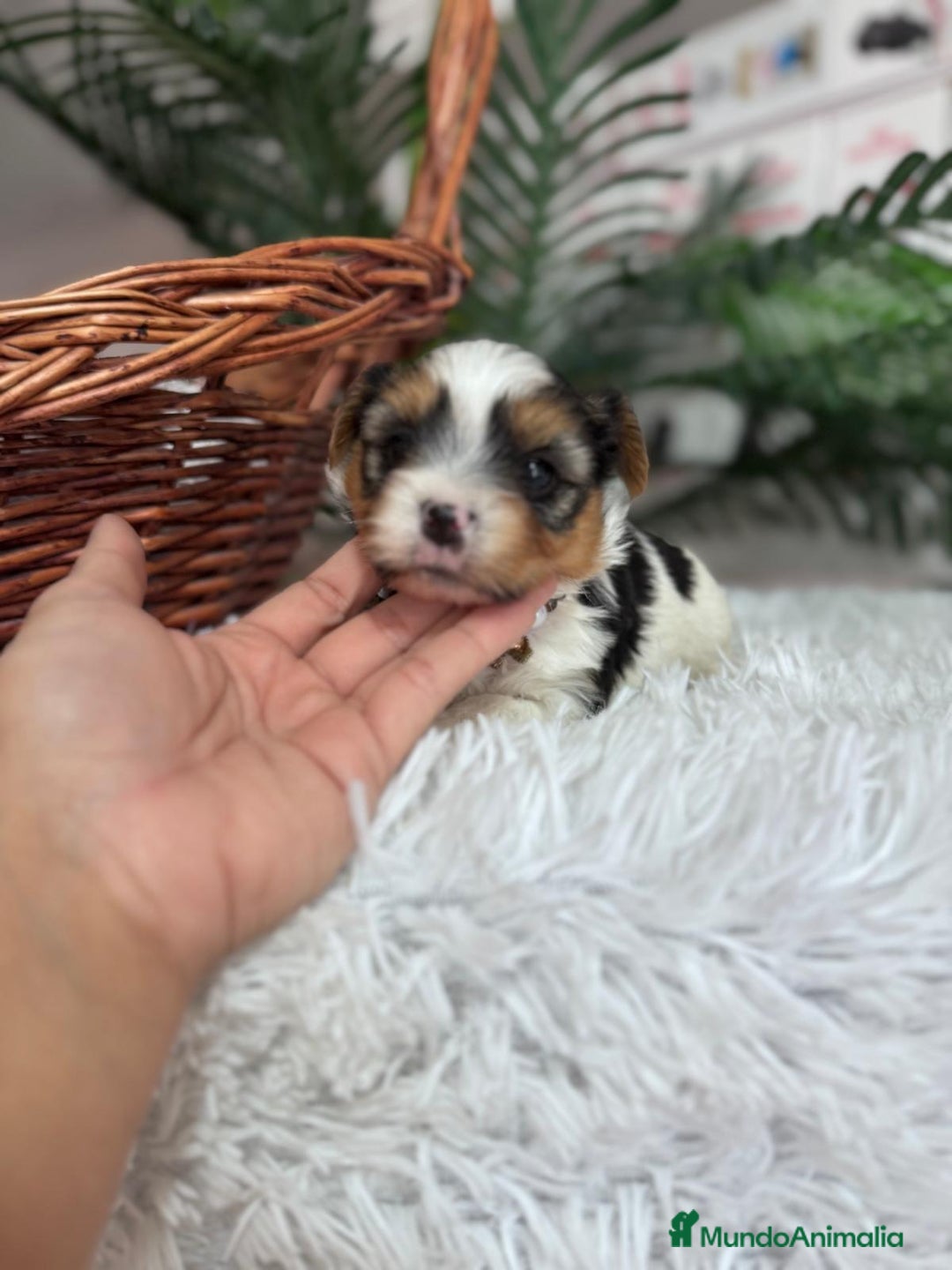 Yorkshire Terrier perros en venta: YORKSHIRE BIEWER HEMBRA - Anuncio 7