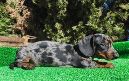 Teckel perros en venta: Teckel Arlequin Plata - Imagen 3